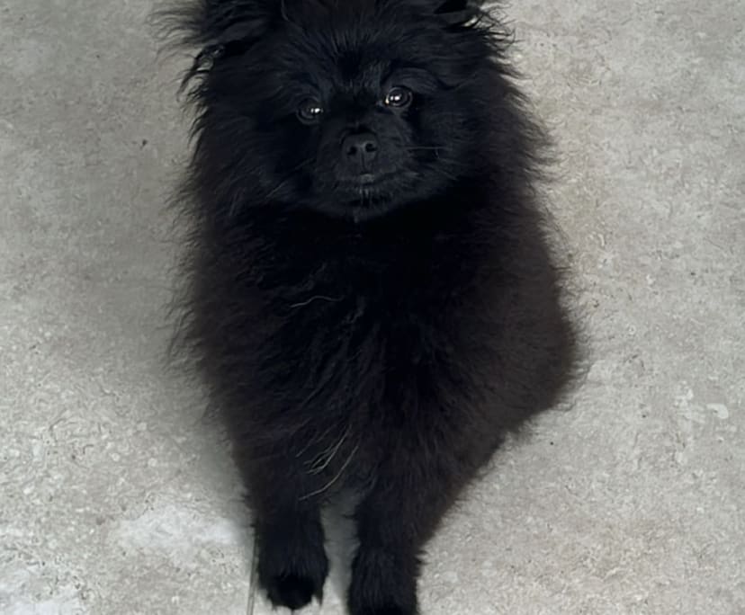 $370, Flatshare, 3 bathrooms, Palm Beach QLD 4221