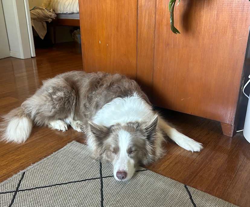 $300, Flatshare, 2 bathrooms, Toowong QLD 4066