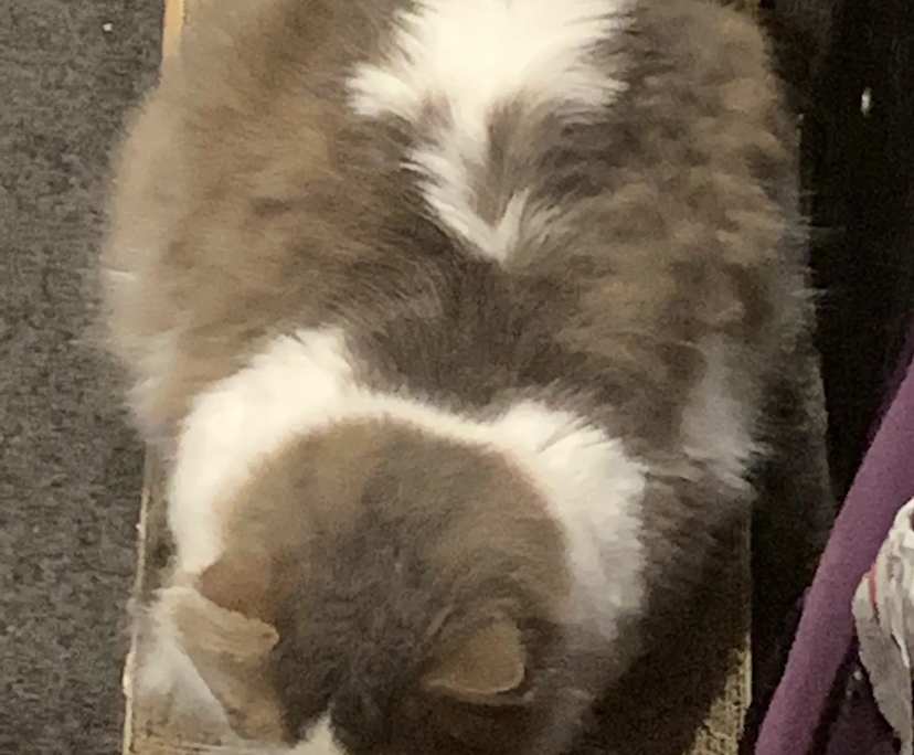 $220, Share-house, 3 bathrooms, Downer ACT 2602