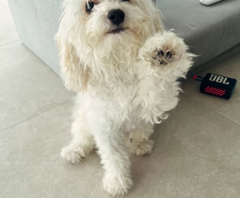 $300, Share-house, 3 bathrooms, Tanglewood NSW 2488