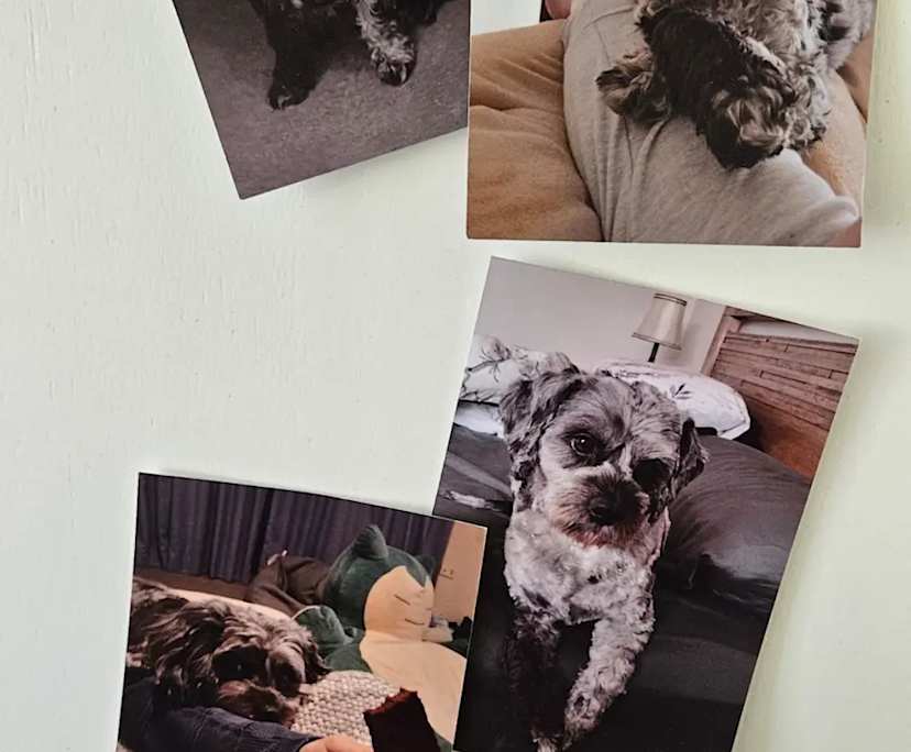 $310, Share-house, 4 bathrooms, Naremburn NSW 2065