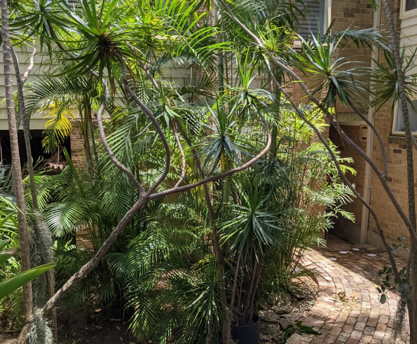 $350, Share-house, 3 bathrooms, Narrabeen NSW 2101