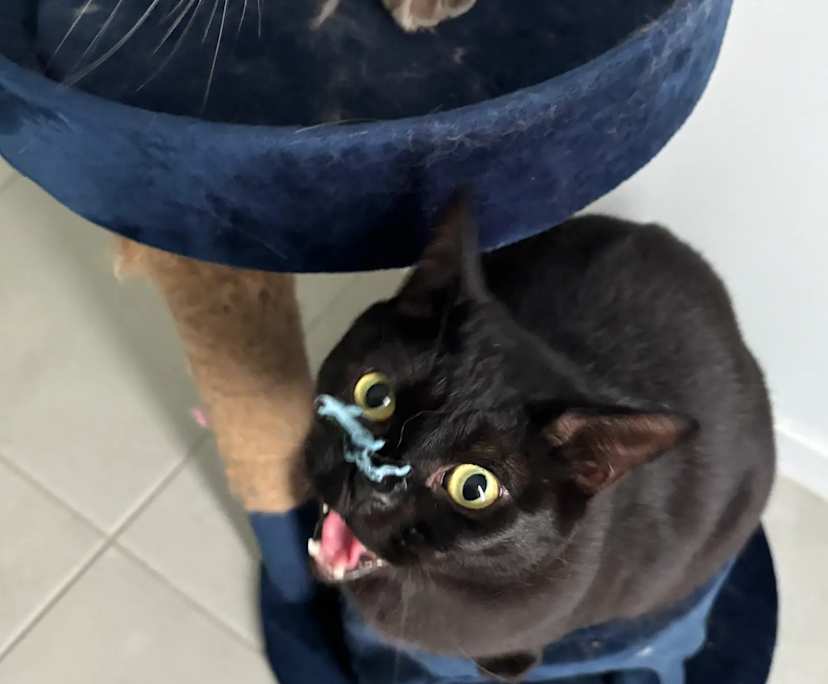 $265, Share-house, 2 rooms, Morayfield QLD 4506, Morayfield QLD 4506