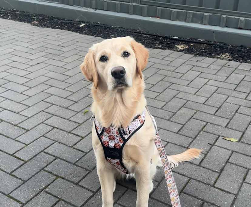 $263, Share-house, 2 bathrooms, Hectorville SA 5073