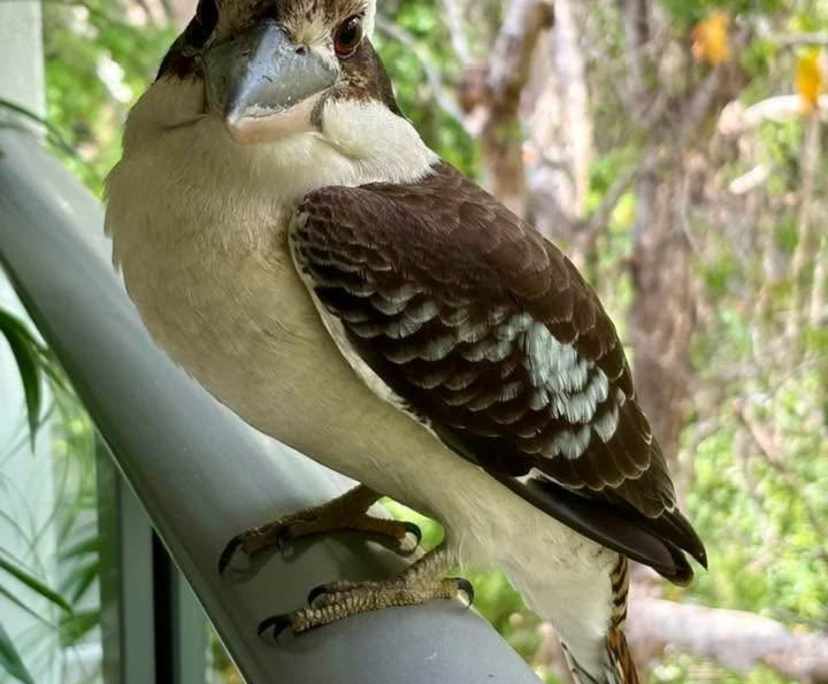 $300, Flatshare, 2 bathrooms, Yorkeys Knob QLD 4878