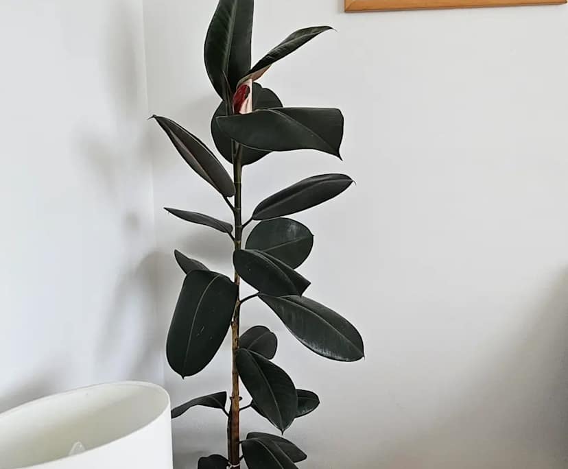 $1,490, Whole-property, 2 bathrooms, North Bondi NSW 2026