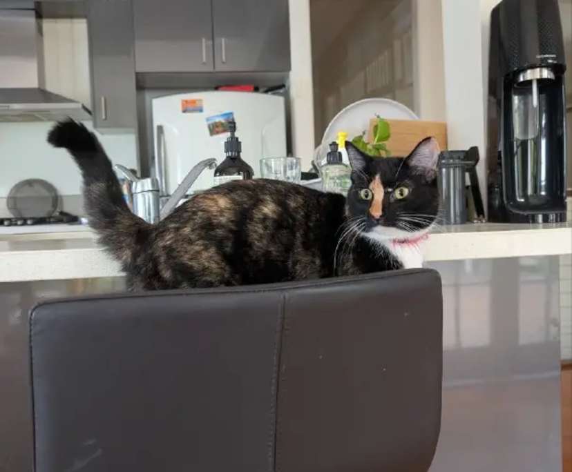 $295, Share-house, 4 bathrooms, Annerley QLD 4103