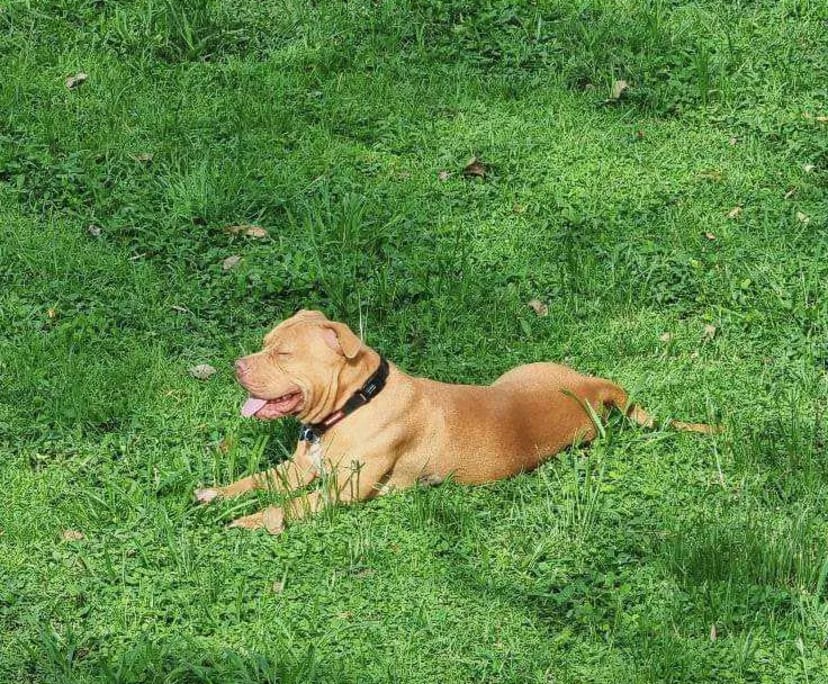 $300, Flatshare, 6 bathrooms, Holloways Beach QLD 4878