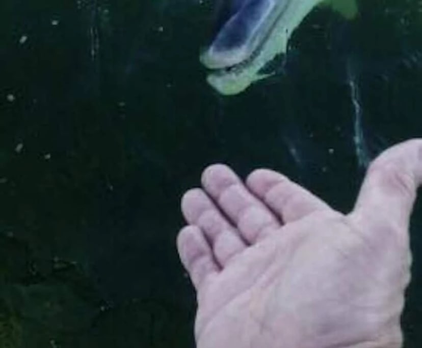 Whole Property for Rent in Whyalla Playford, SA 4...