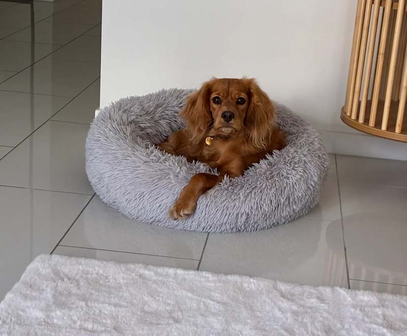 $425, Share-house, 3 bathrooms, Everton Hills QLD 4053