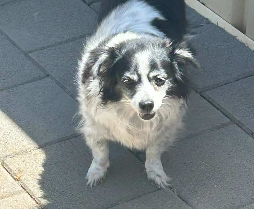 $250, Share-house, 2 bathrooms, Smithfield SA 5114