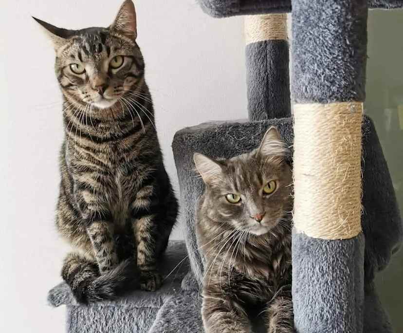 $410, Share-house, 3 bathrooms, Alderley QLD 4051