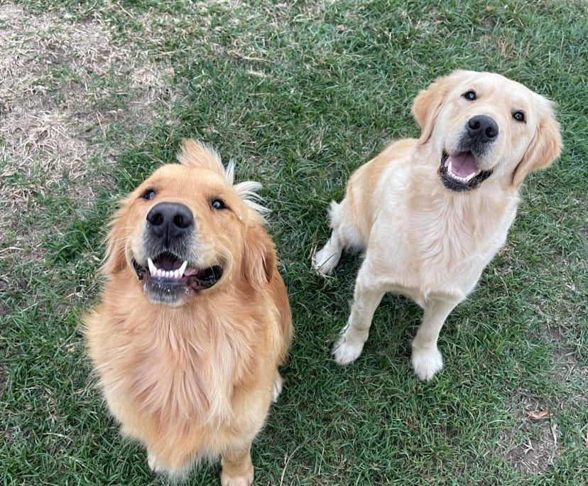 $200, Share-house, 3 bathrooms, Bardon QLD 4065