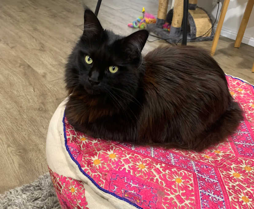 $450, Share-house, 3 bathrooms, Earlwood NSW 2206