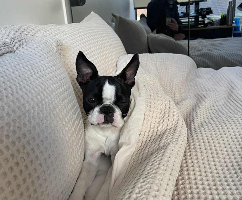 $520, Flatshare, 2 bathrooms, Waterloo NSW 2017