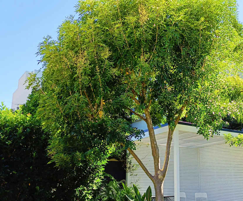 $580, Share-house, 2 rooms, Dulwich Hill NSW 2203, Dulwich Hill NSW 2203