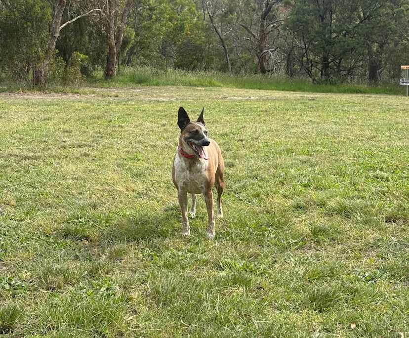 $250, Share-house, 4 bathrooms, Templestowe Lower VIC 3107