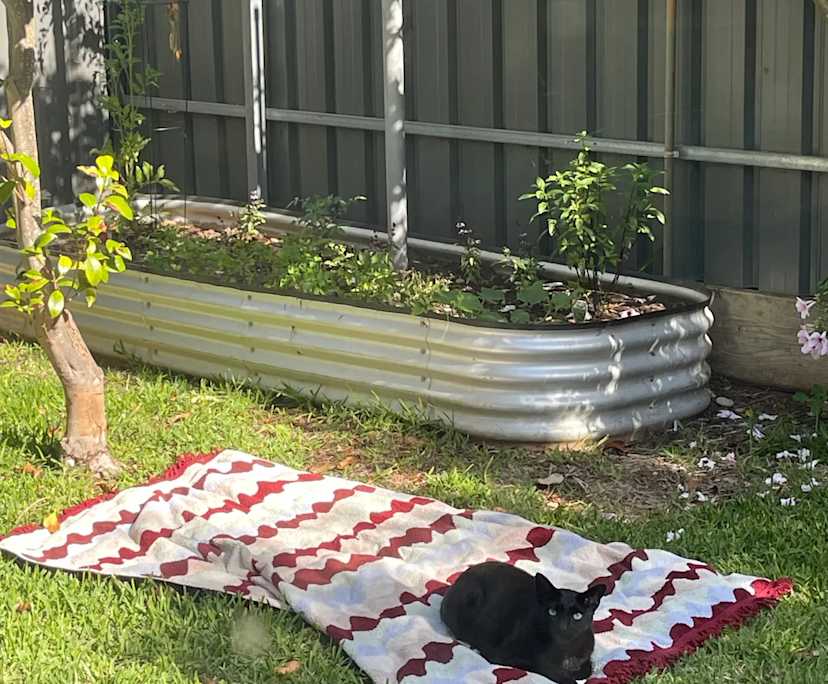 $270, Flatshare, 2 bathrooms, Kensington Gardens SA 5068