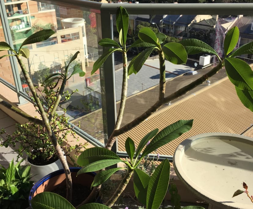 $1,200, Whole-property, 2 bathrooms, Bondi Junction NSW 2022