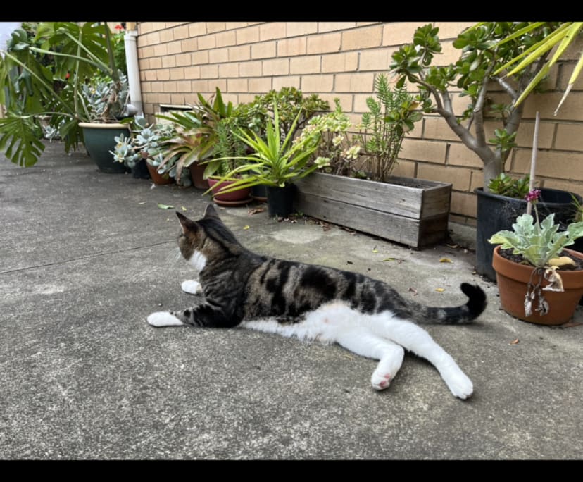 $290, Flatshare, 2 bathrooms, Coburg VIC 3058