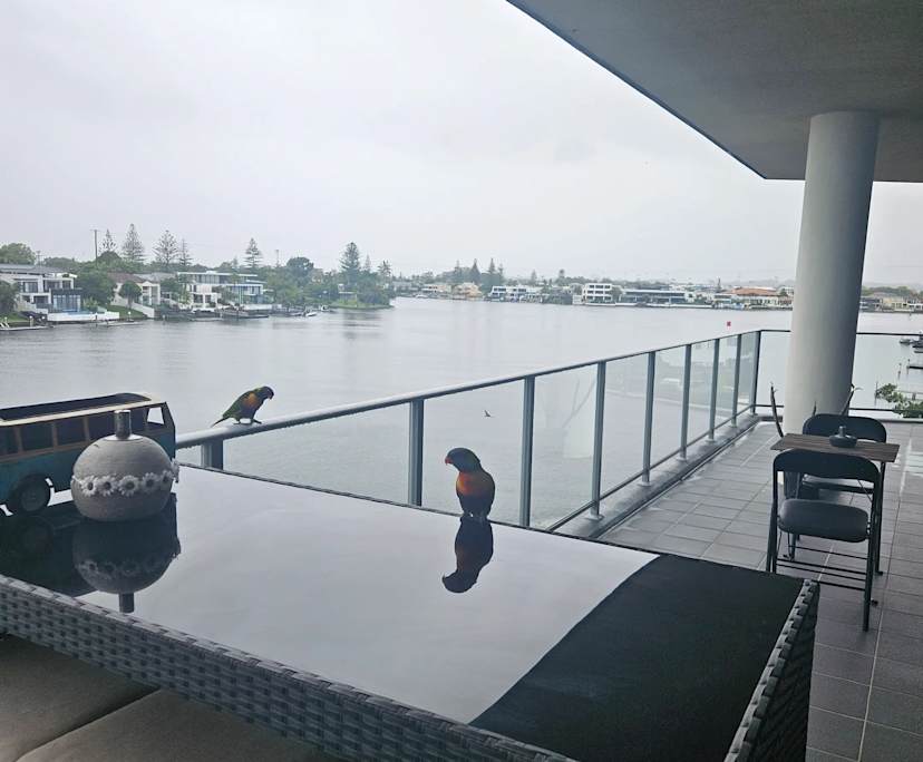 $600, Flatshare, 2 bathrooms, Surfers Paradise QLD 4217