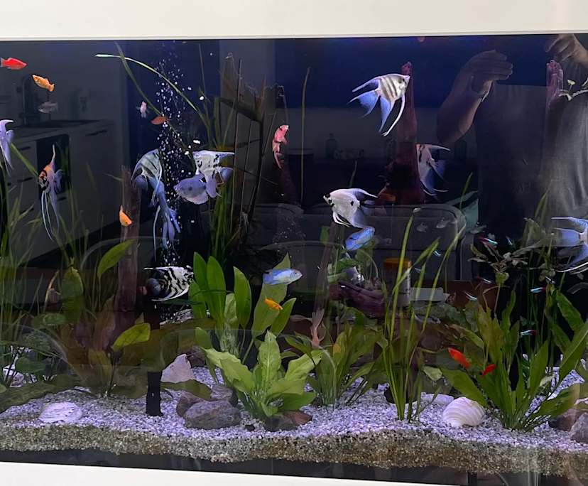 $300, Share-house, 3 bathrooms, Port Douglas QLD 4877