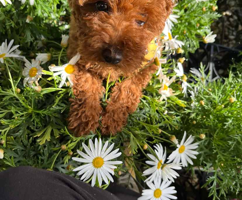 $300, Share-house, 3 bathrooms, Tanglewood NSW 2488