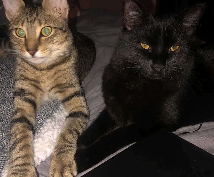 $420, Flatshare, 2 bathrooms, Drummoyne NSW 2047