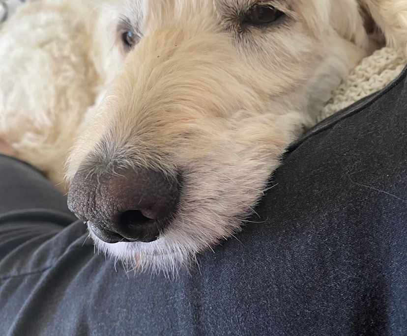 $350, Share-house, 4 bathrooms, White Rock QLD 4306