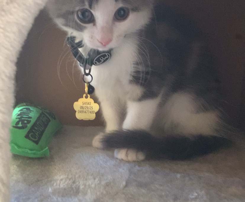 $300, Share-house, 4 bathrooms, Rivervale WA 6103