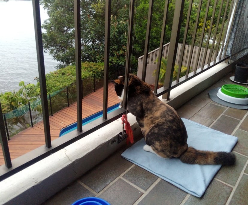 $410, Flatshare, 2 bathrooms, Surfers Paradise QLD 4217