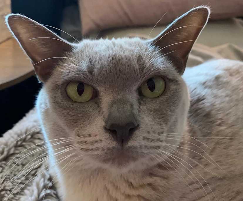 $320, Student-accommodation, 3 bathrooms, Innaloo WA 6018