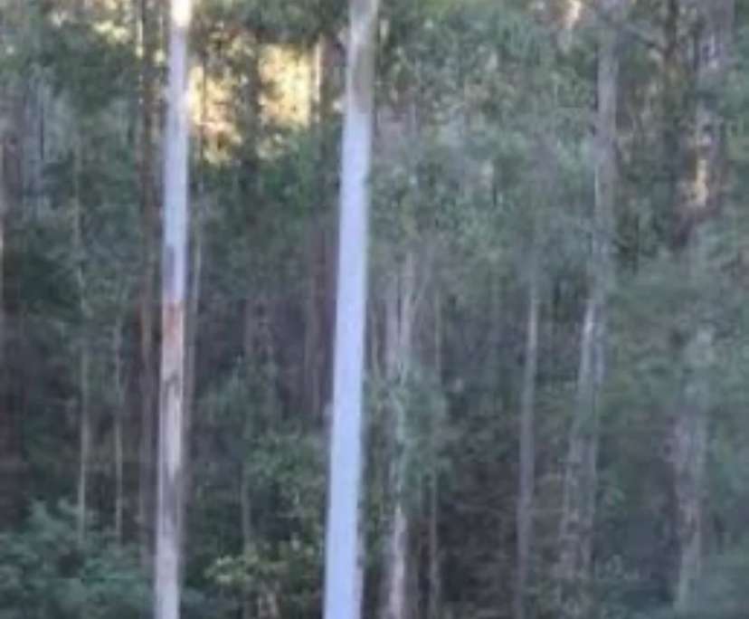 $350, Share-house, 5 bathrooms, Killarney Heights NSW 2087