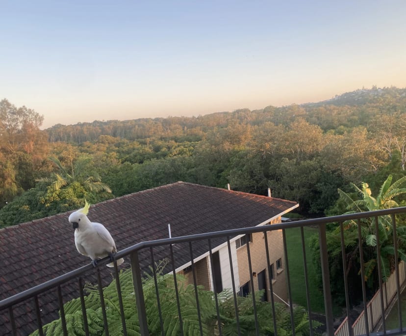 $315, Flatshare, 2 bathrooms, Tweed Heads West NSW 2485