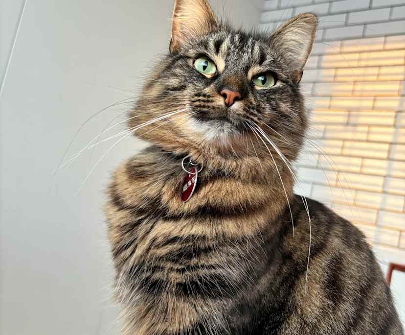 $300, Flatshare, 3 bathrooms, Palm Beach QLD 4221