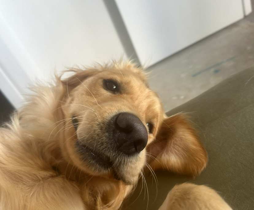 $350, Flatshare, 2 bathrooms, Nundah QLD 4012