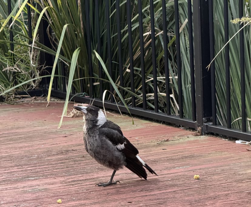 $300, Share-house, 3 bathrooms, New Lambton NSW 2305