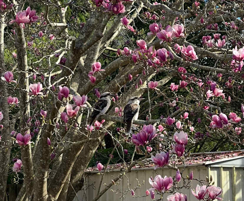 $300, Share-house, 3 bathrooms, Mount Colah NSW 2079