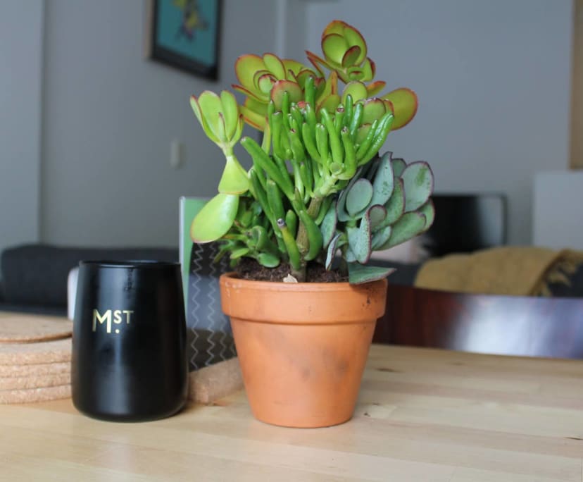 $350-650, Flatshare, 3 rooms, Pyrmont NSW 2009, Pyrmont NSW 2009