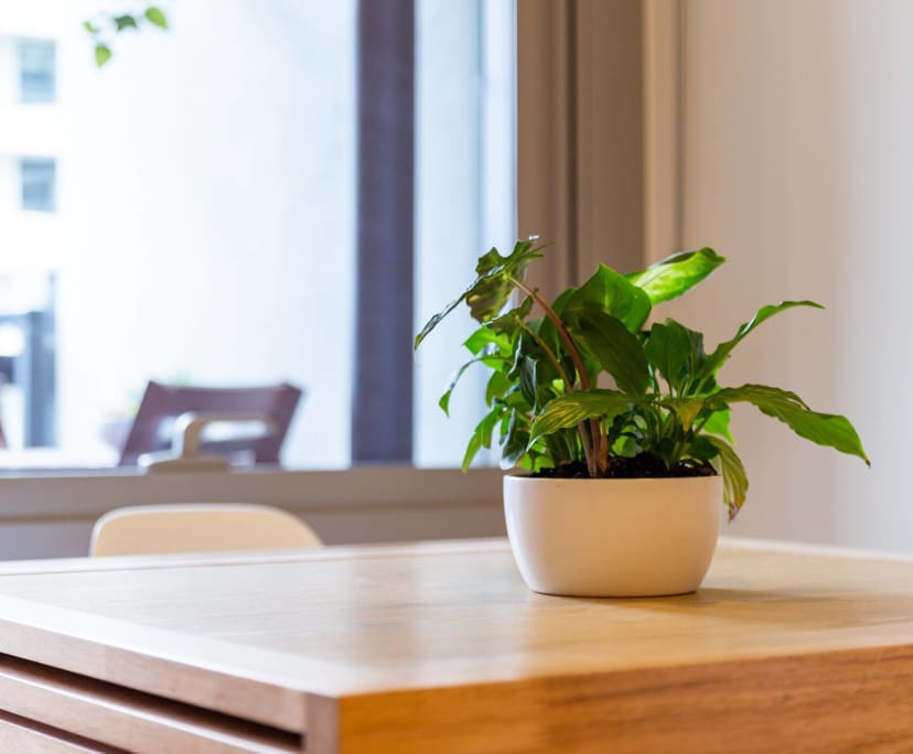 $385, Flatshare, 2 bathrooms, South Yarra VIC 3141