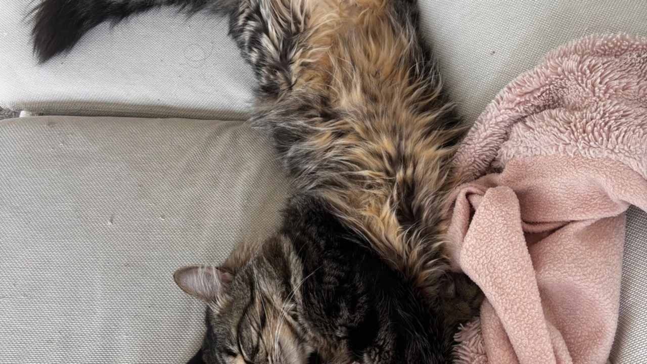 Whole property with 2 rooms for rent