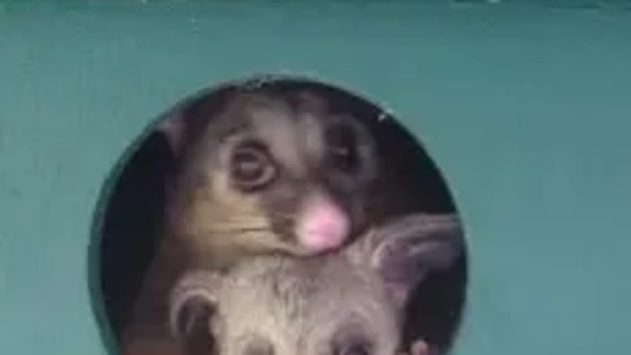 Furnished room granny flat for rent