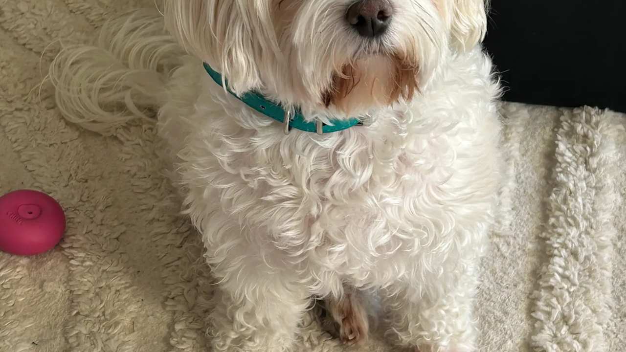 Furnished room with ensuite in a flatshare