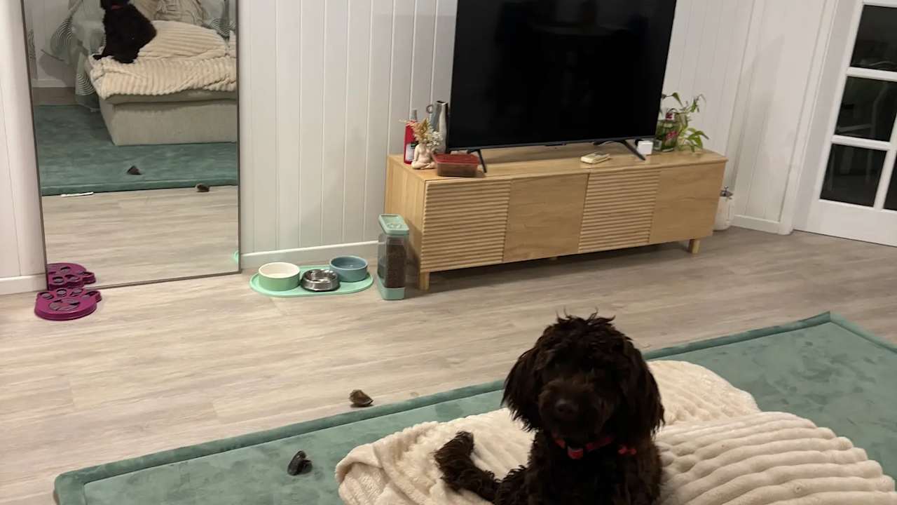 Furnished room in a flatshare