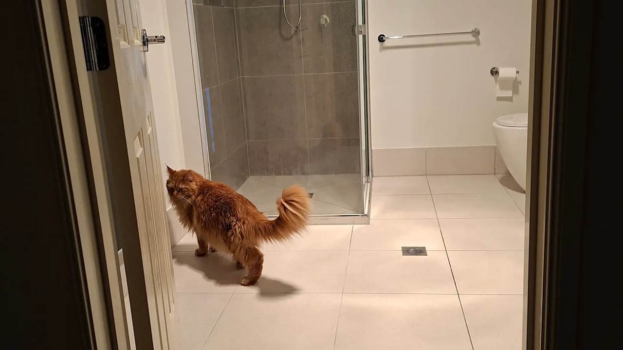 Room with ensuite in a share house