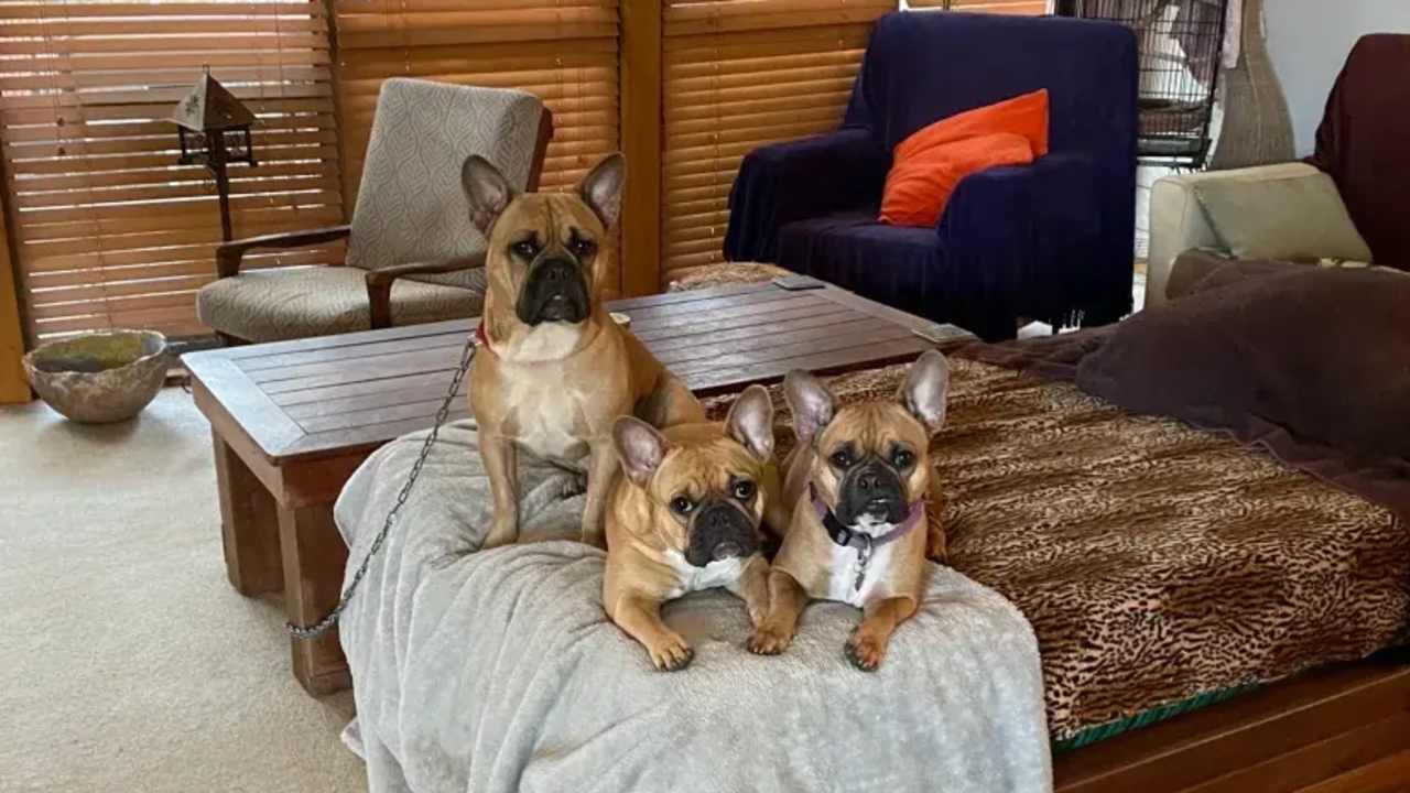 Room in a share house