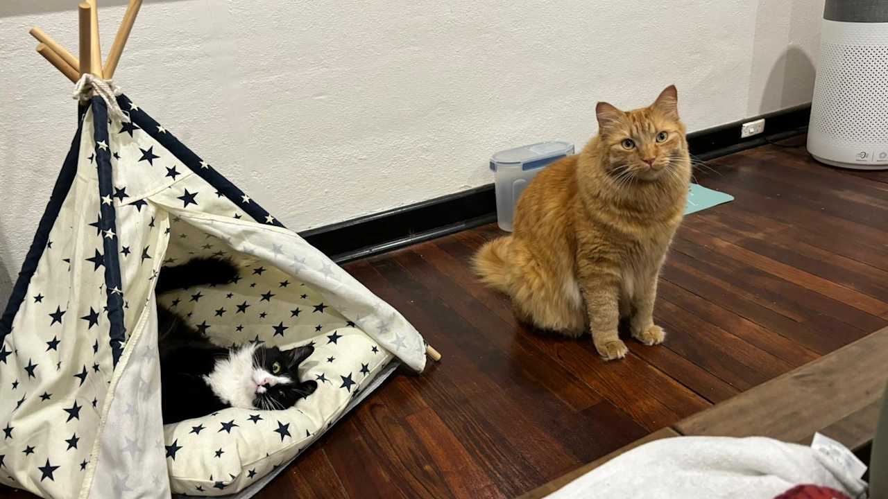 Furnished room in a share house