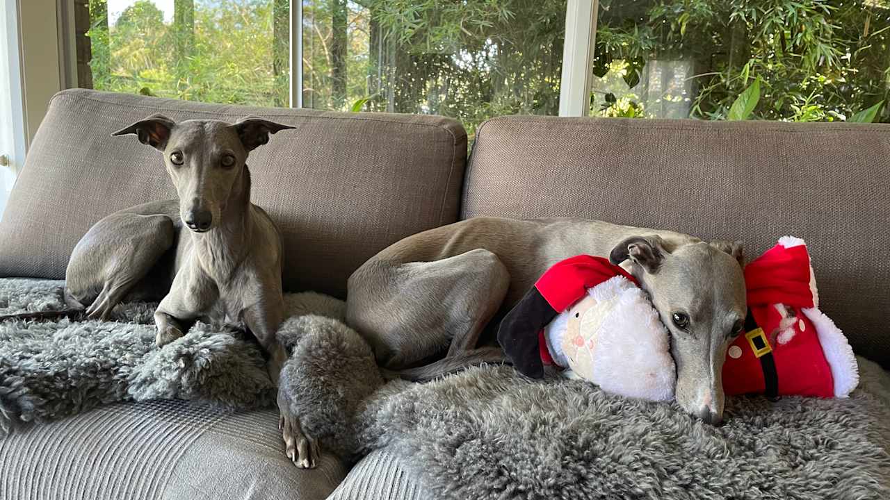 Room in a share house