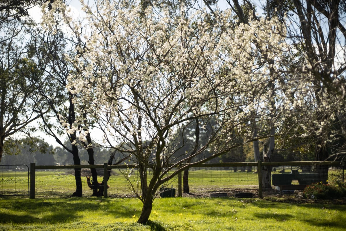 Studio for Rent in Wallington, VIC 350, Furnished...