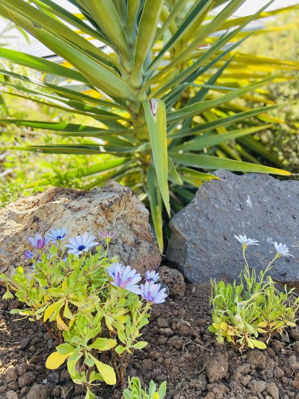 2 Rooms for Rent in Hoppers Crossing, Melbourne 2...